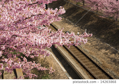 Kawazu Sakura 16 14263868