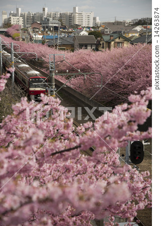 Kawazu cherry tree 22 14263874
