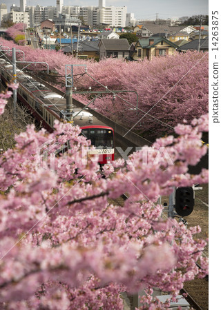 Kawazu Sakura 23 14263875