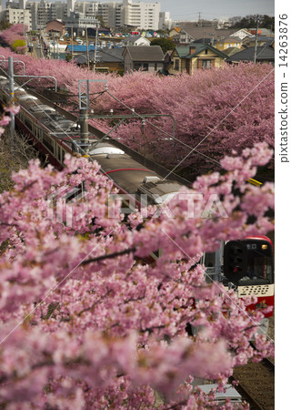 Kawazu Sakura 24 14263876