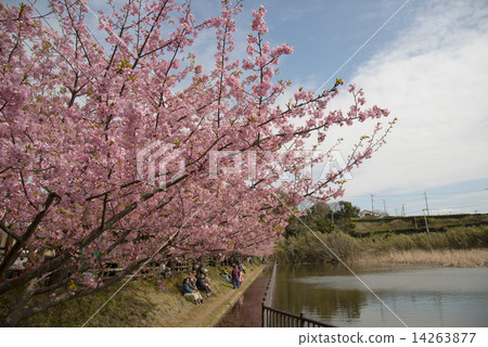 Kawazu Sakura 25 14263877