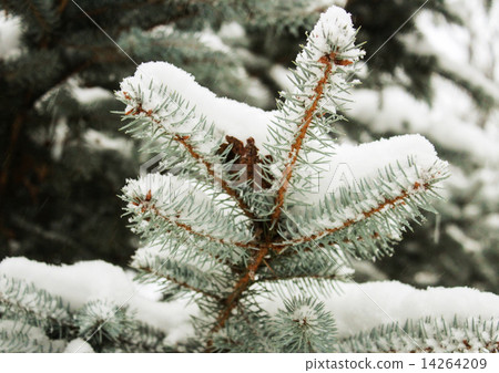 Fir branches covered with snow 14264209