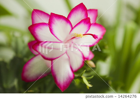 Schlumbergera 14264276