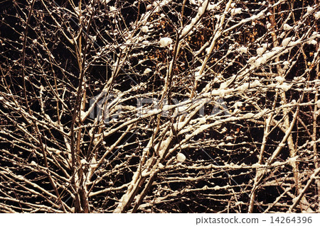 Snow covered branches of a tree against the night sky Snow covered branches of a tree against the night sky 14264396