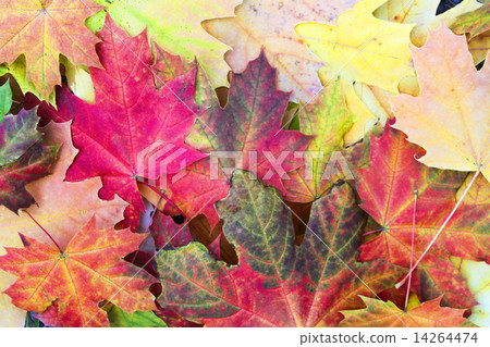 Autumn maple leaves 14264474