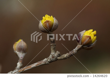 天然植物Sanshuu，冬芽破碎，黃色的花朵正在偷窺 14264620