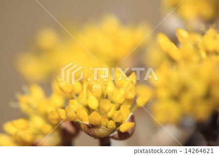 天然植物三蜀，三月初黃色的花朵盛開 14264621