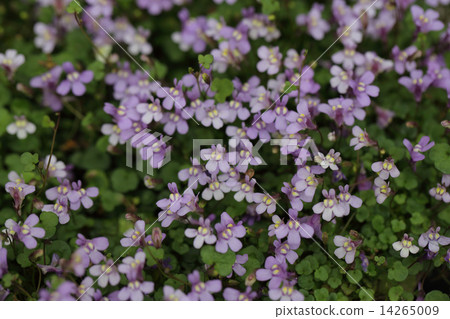 Ivy flowers 14265009