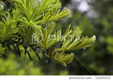 Shimous leaves and rain drops 14265010