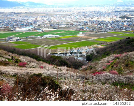 兵庫縣辰野市的風景 14265292