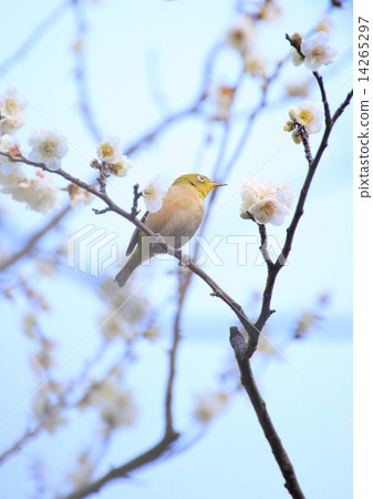 White-eye and white-eye 14265297