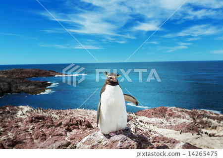 Rockhopper Rockhopper 14265475