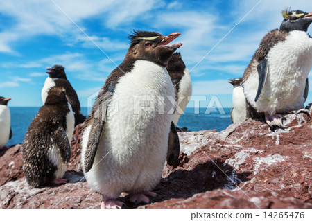 Rockhopper 14265476