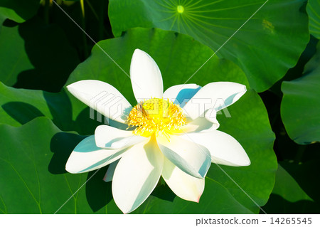 白蓮花 14265545