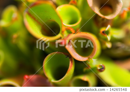Herrianfola Nutans，萱草科，南美圭亞那高地，桌山 14265548