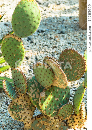 Opuntia · Luffida, Red Drum, Cactaceae, West Indies 14265609