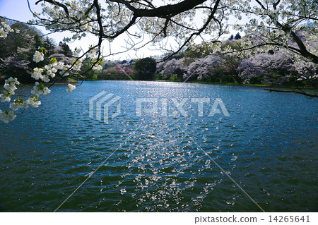 櫻花三井公園 14265641