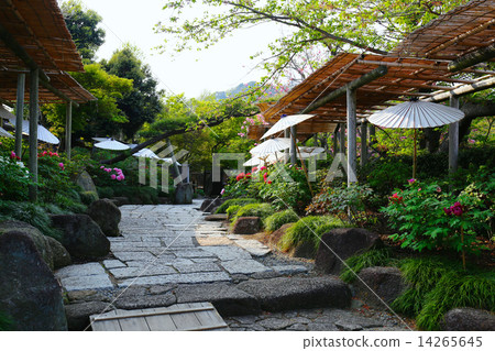 Kamakura Rotan garden 14265645
