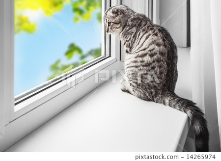 cat sits on a windowsill 14265974