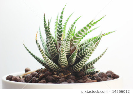 Succulent plant Haorthia 14266012