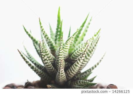 Green succulents 14266125