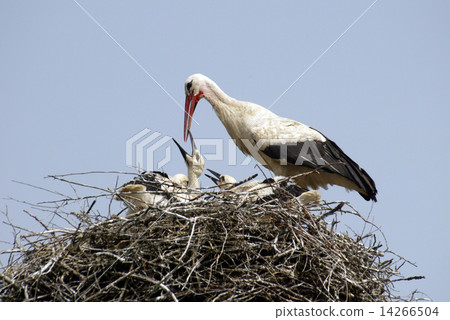 Stork family on the nest Stork family on the nest 14266504