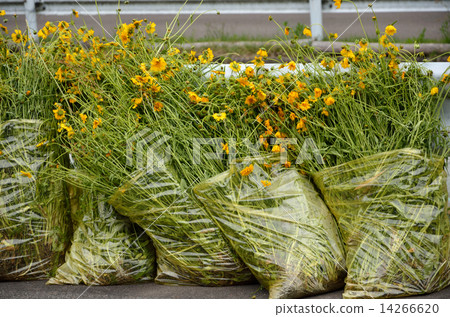 Weeding Weeding 14266620