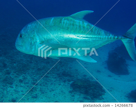 Rowiniaji Rowiniaji 14266678