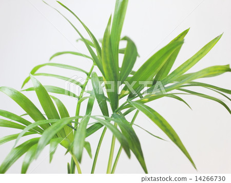 Table palm Table palm 14266730