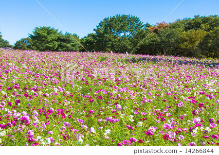 Cosmos field Cosmos field 14266844