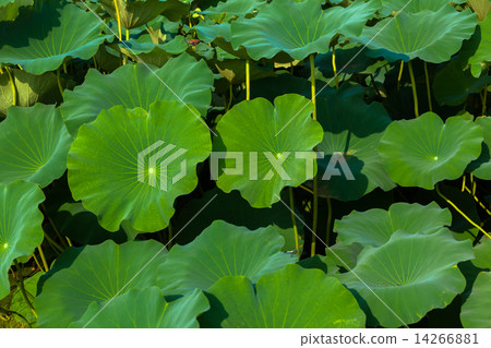 Lotus leaves Lotus leaves 14266881