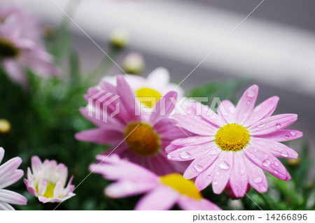 Pink marguerite Pink marguerite 14266896