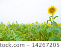 Sunflower of one wheel 14267205