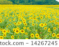Sunflower field of Minamichita Hanaroba 14267245