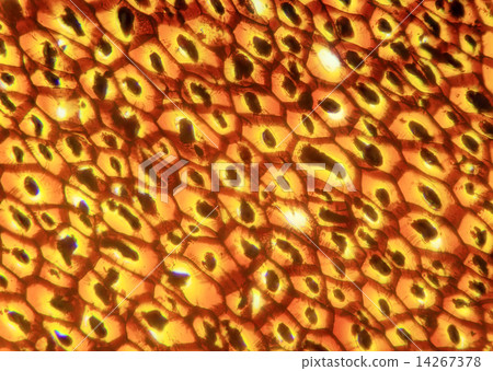 Plasmodesmata slice under the microscope, (Plasmodesma Sec.) 14267378
