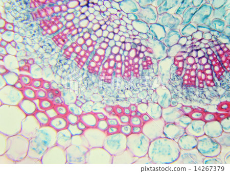 Winter Jasmine leaf under a microscope (Leaf of Winter Jasmine C 14267379