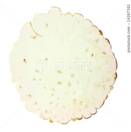 Frog egg under the microscope, background. (Frogg Egg Sec.) Frog egg under the microscope, background. (Frogg Egg Sec.) 14267382