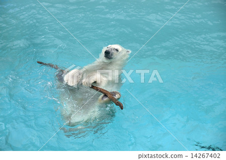 Polar bear 14267402