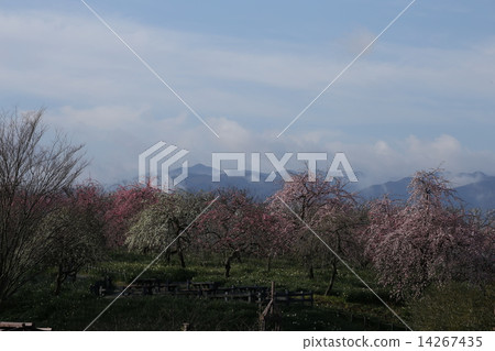 一個哭泣的梅花公園 一個哭泣的梅花公園 14267435