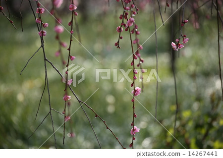 粉紅色的荒涼梅花 14267441