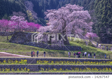 此外，Cherry Blossoms Spring Ranman 14267547