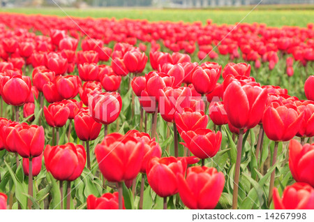 富山縣名川市的鬱金香 14267998