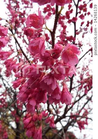 A clown bell-shaped cute pink flower blooms downwards. A clown bell-shaped cute pink flower blooms downwards. 14268139