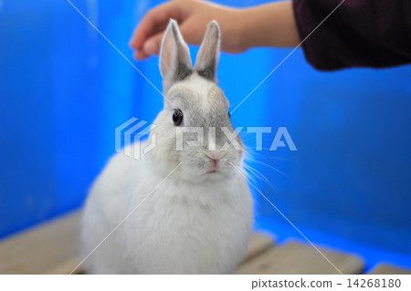 Rabbit  14268180
