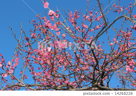 一朵美麗的紅李子開始崩潰。 一朵美麗的紅李子開始崩潰。 14268226