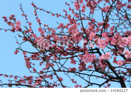 一朵美麗的紅李子開始崩潰。 14268227