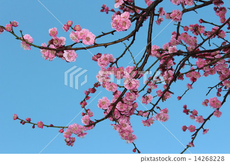 A flower of beautiful red plums that began to crumble. 14268228