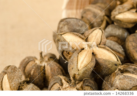Sacha inchi Sacha inchi 14268336
