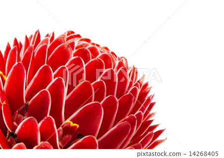 Torch ginger 14268405