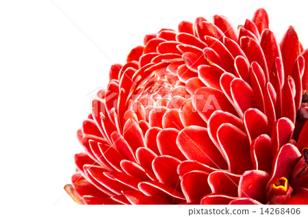 Torch ginger Torch ginger 14268406